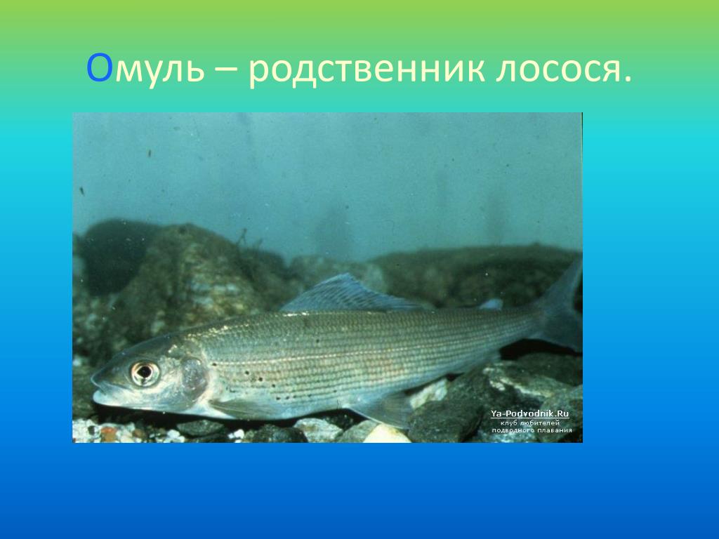 Ловля омуля: описание рыбы, повадки, влияющие на рыбалку