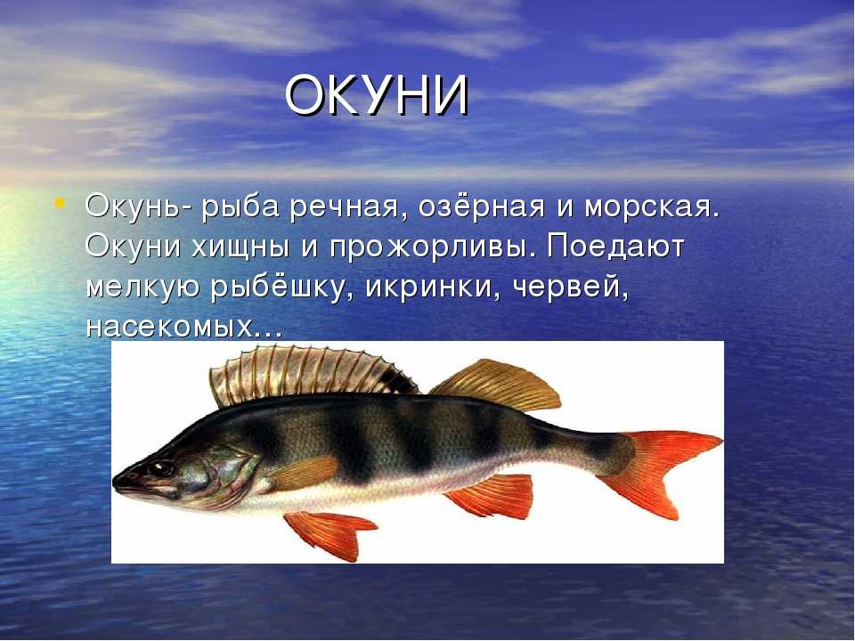 Места обитания окуня в разные времена года
