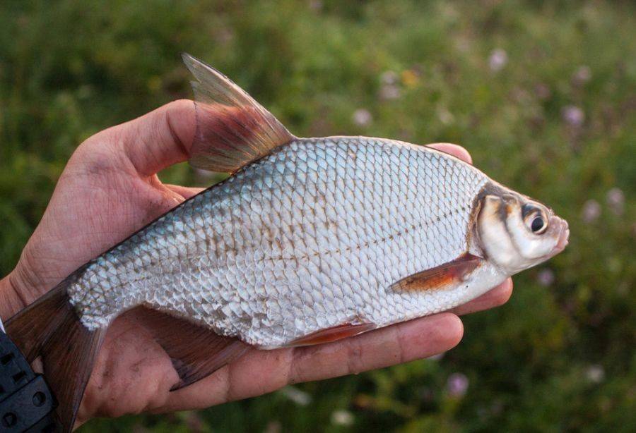 Густера рыба. образ жизни и среда обитания рыбы густера | животный мир