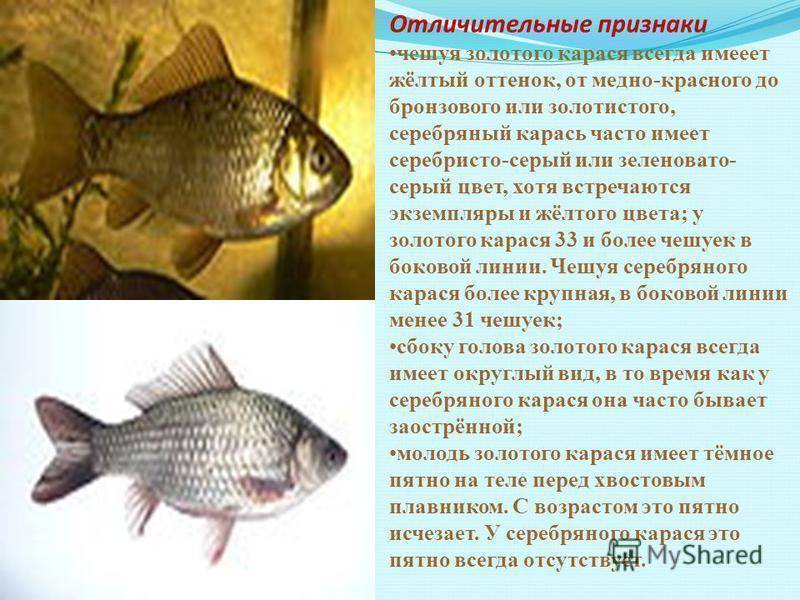 Карась (рыба). фото и описание | как ловить карася?