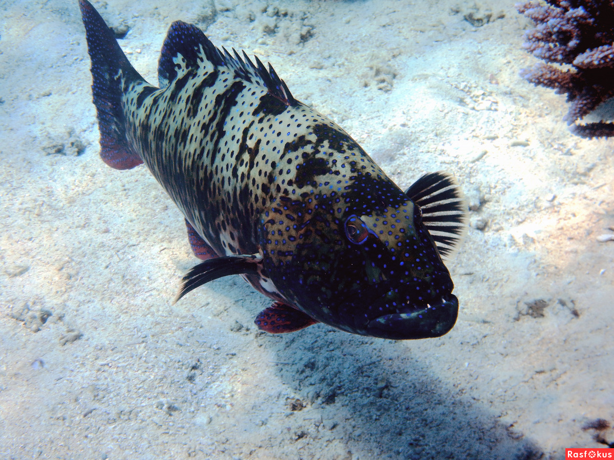Рыба групера: особенности вида, поведения и ловли. среда обитания, размер рыбы, чем питается и как выглядит, полезные свойства