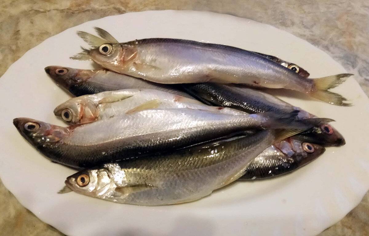 Рипус: описание вида и особенности ловли, рецепты приготовления солёной и жареной рыбы, запекание в духовке