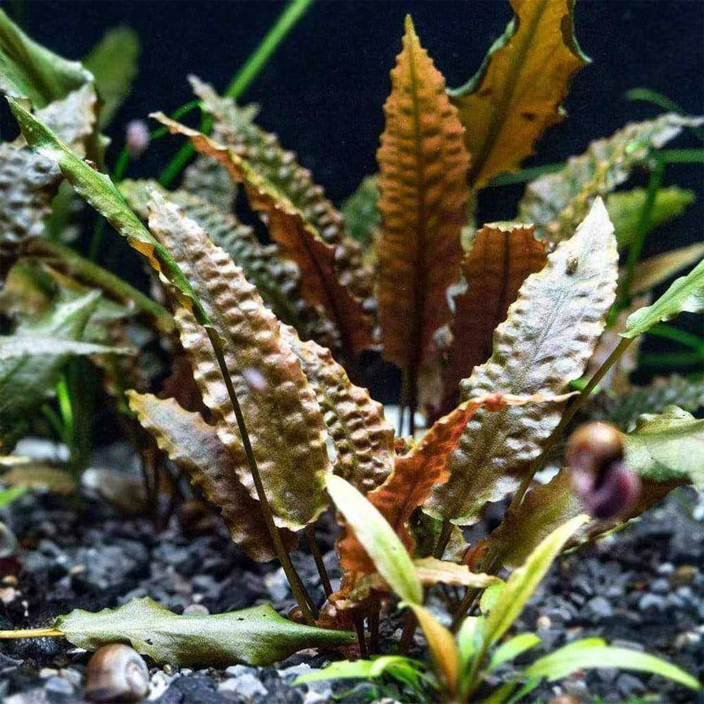Криптокорина вендта (cryptocoryne wendtii) | аквариумные растения. описание растений