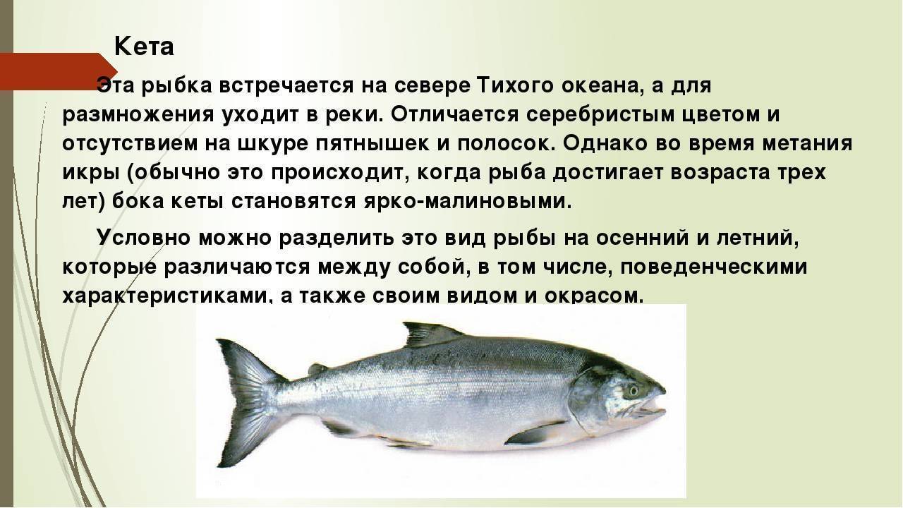Рыба кета: фото и места ловли рыбы