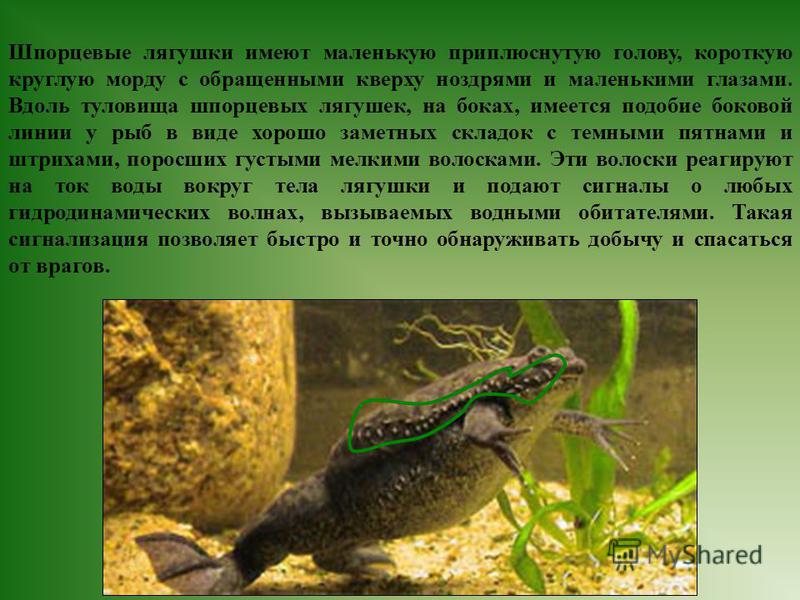 Водные шпорцевые лягушки в природе и в домашнем аквариуме