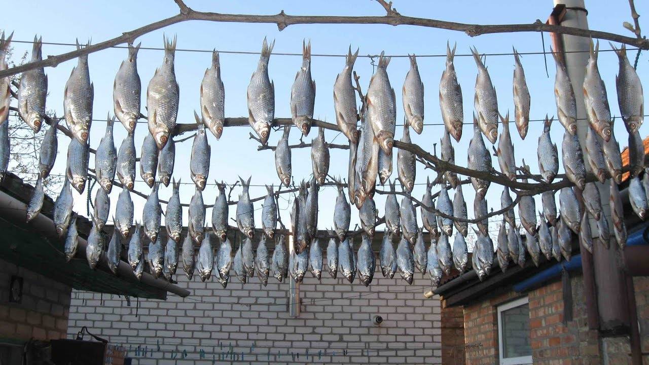 Вялим волжскую чехонь - рыбалка на ахтубе с комфортом