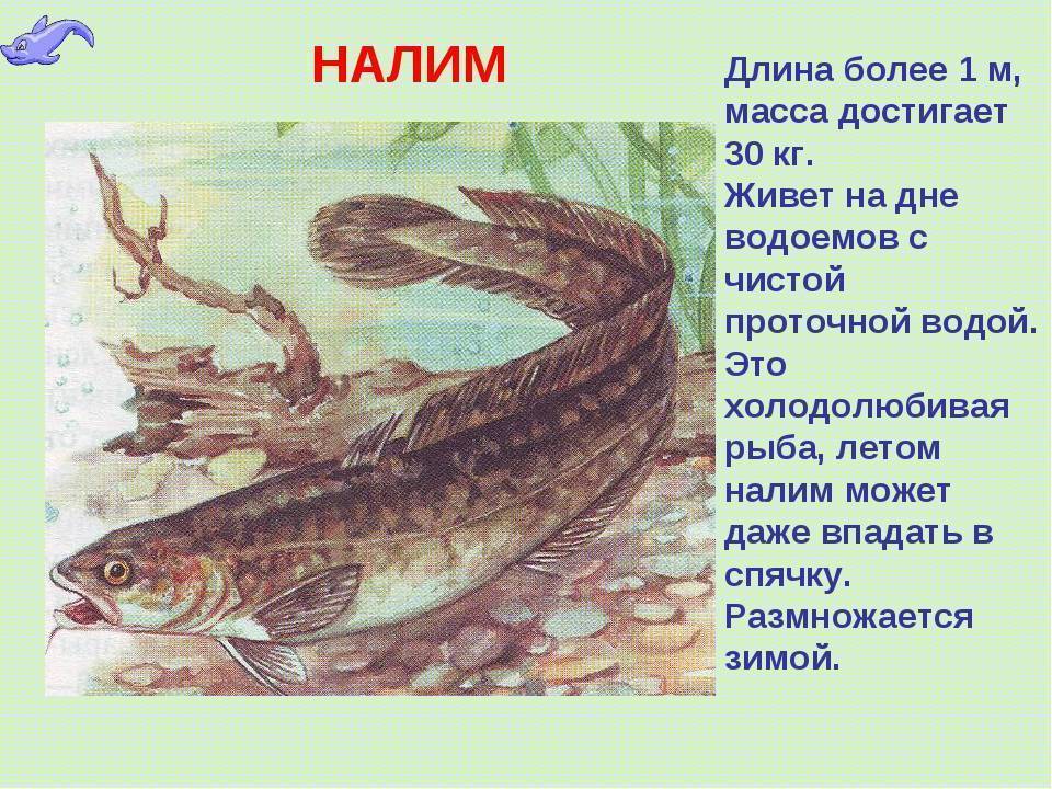 На рисунке изображены сом и щука. Налим описание рыбы. Речная рыба налим. Налим рыба описание для детей. Налим Сибирский.