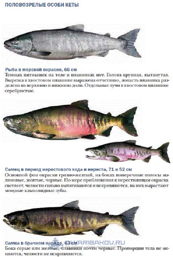 Рыба кета: фото, описание, как выглядит и где водится эта тихоокеанская красная рыба