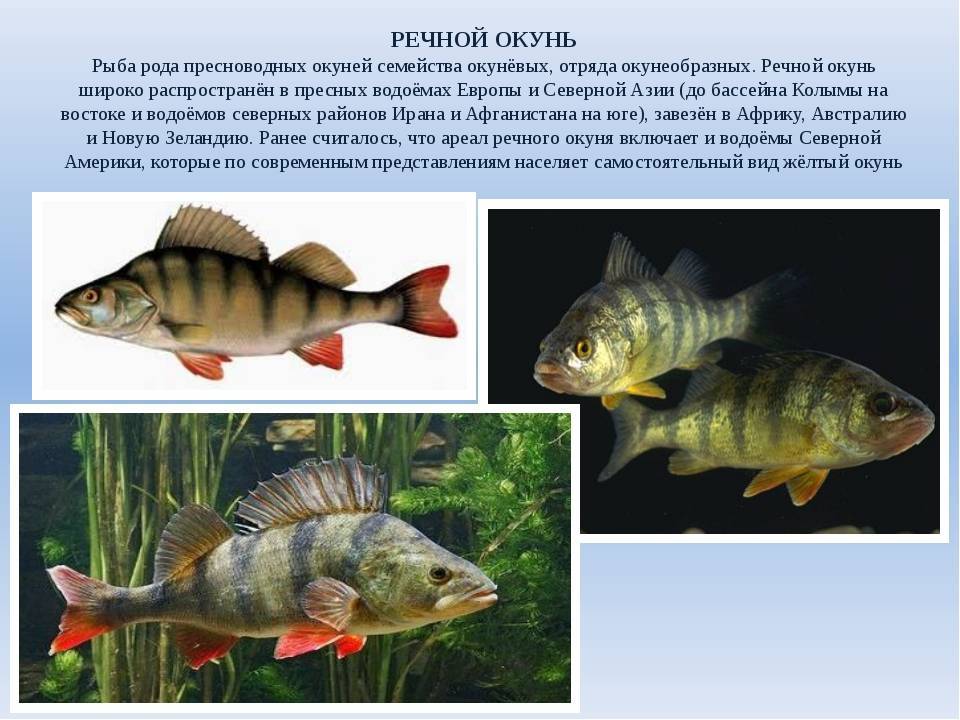Рыба окунь: фото, описание и интересные факты