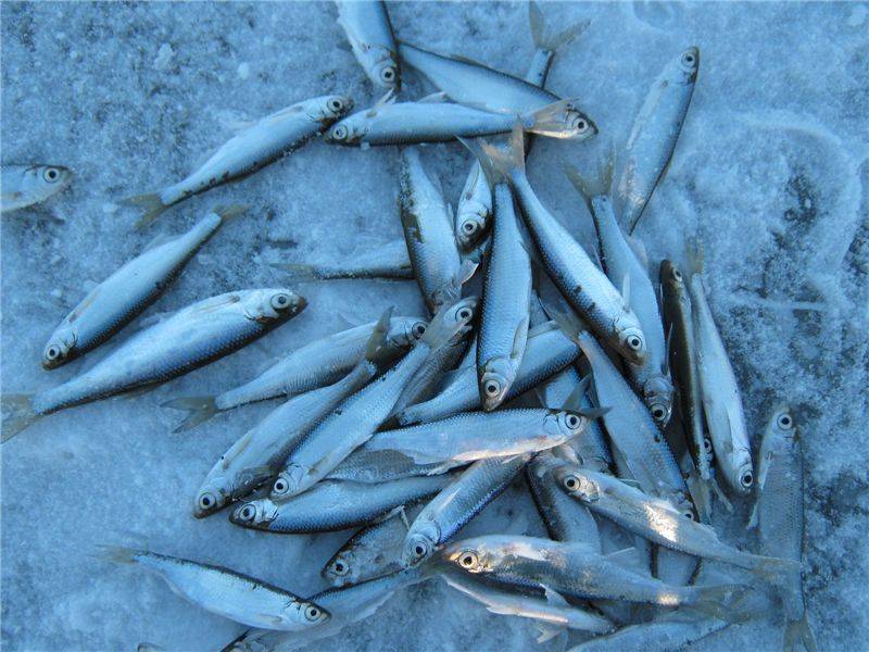 Рыба уклейка (верхоплавка/бакля) - виды, ловля, приманки, снасти