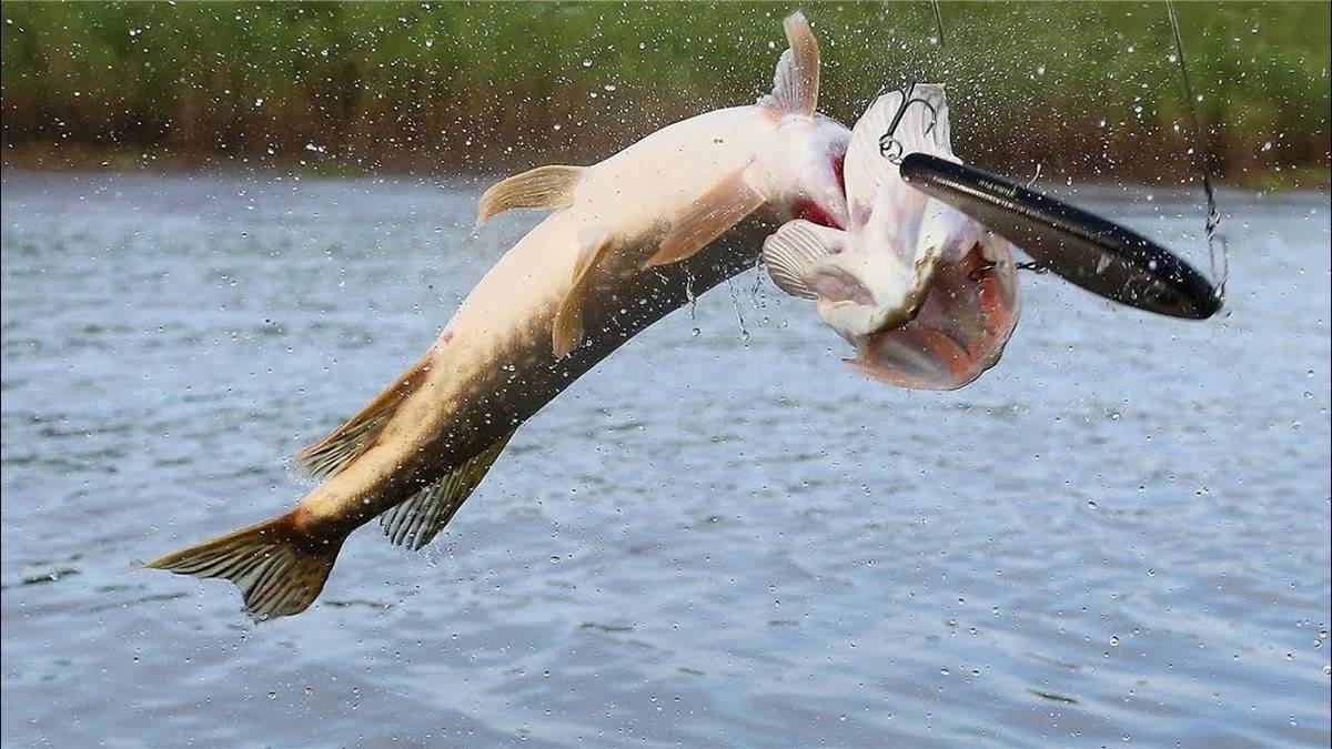 Как правильно подсекать щуку на спиннинг и вываживать рыбу