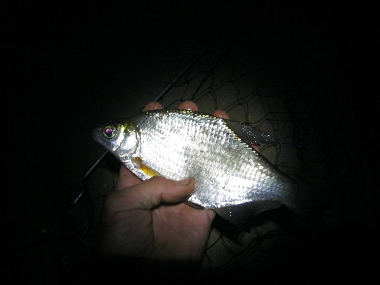 Все о ловле леща зимой ночью - поиск и тактика ночной рыбалки