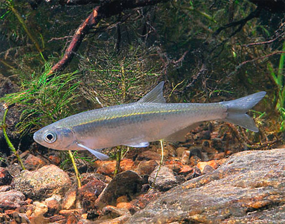 Рыба шамайка – царская рыба из черного моря