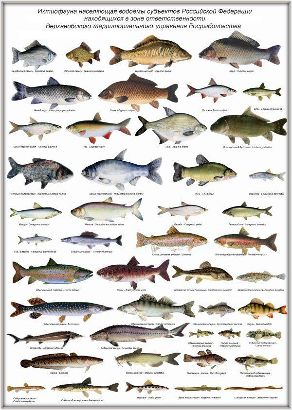 Какая самая пресноводная рыба в калининградской области. Виды рыб. Название рыб. Виды речных рыб. Речные и озерные рыбы.