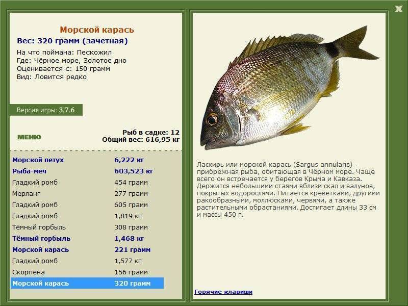 Морской карась (ласкрия или аурата): интересные факты о повадках, чем питается, как и на что ловят карася опытные рыбаки