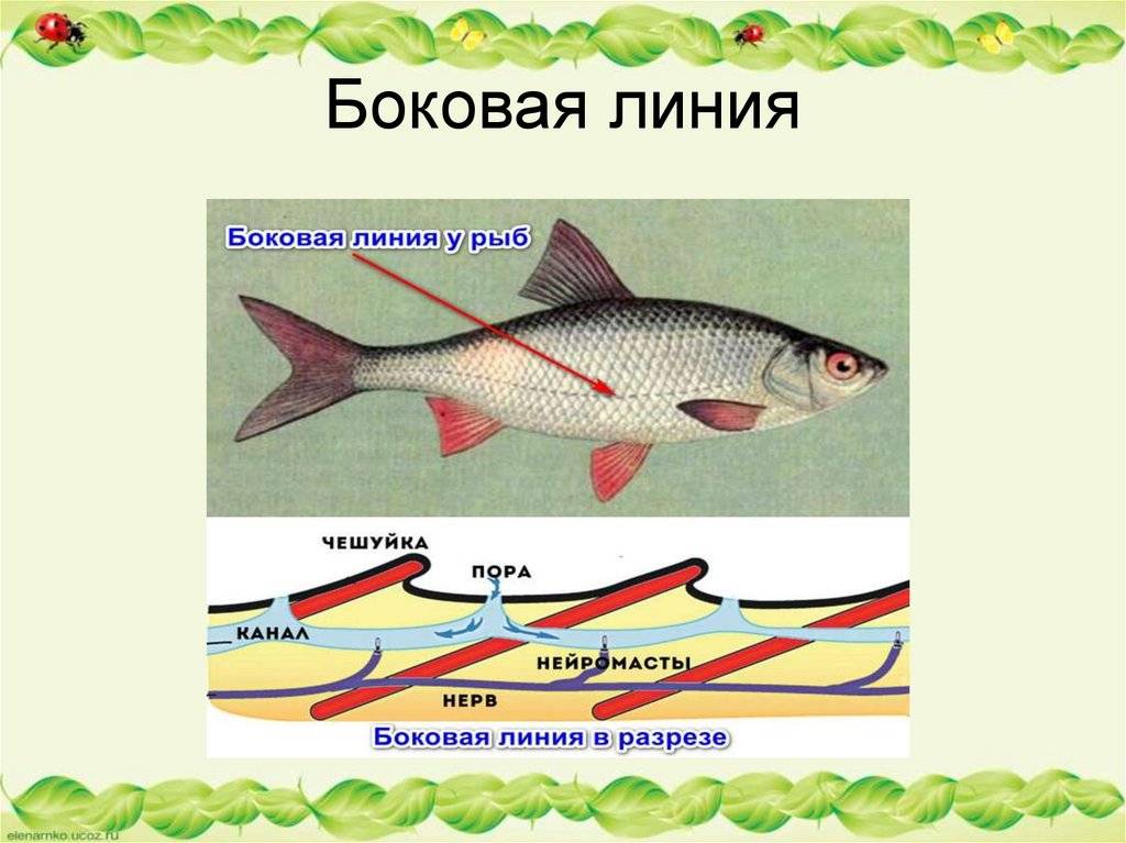 Органы боковой линии у каких рыб. Боковая линия у рыб это биология. Что такое боковая линия у рыб 7 класс биология. Строение боковой линии у рыб. Органы боковой линии.