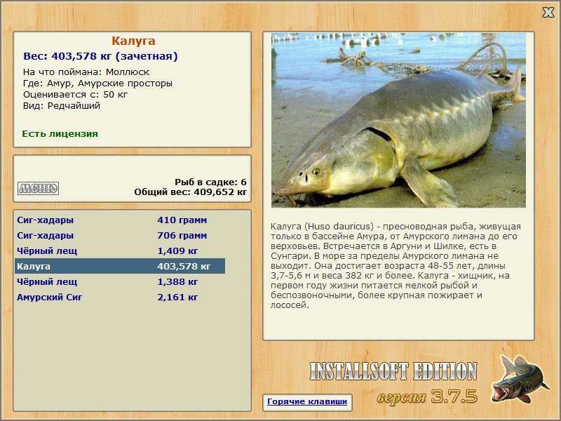 Белуга (рыба) — рецепты приготовления и где она водится