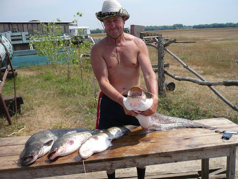 На что ловить рыбу на волге: снасти и приманки для рыбалки на волге