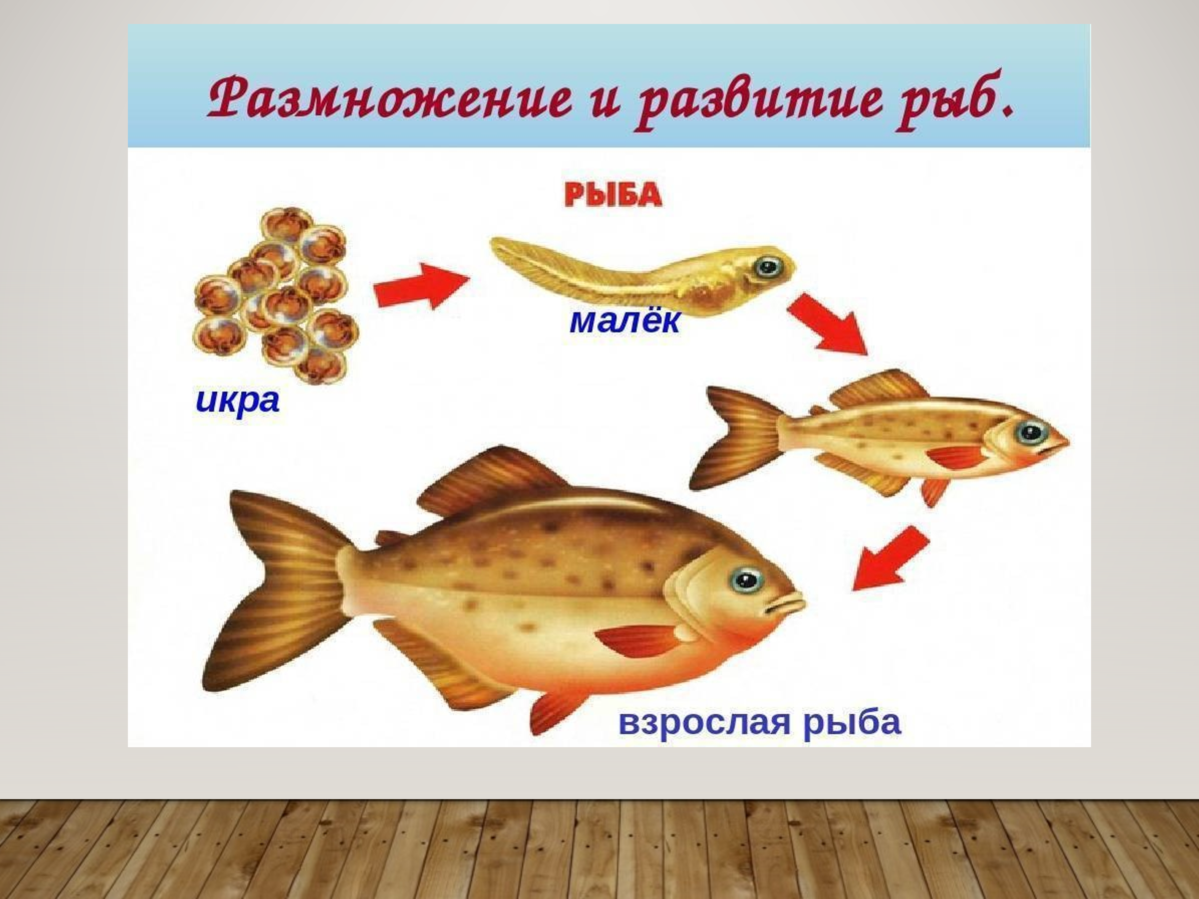 Рыба ребенок характеристика. Размножение рыб схема 3 класс. Жизненный цикл рыбы схема. Стадии развития рыбы схема. Стадии развития рыбы в картинках.