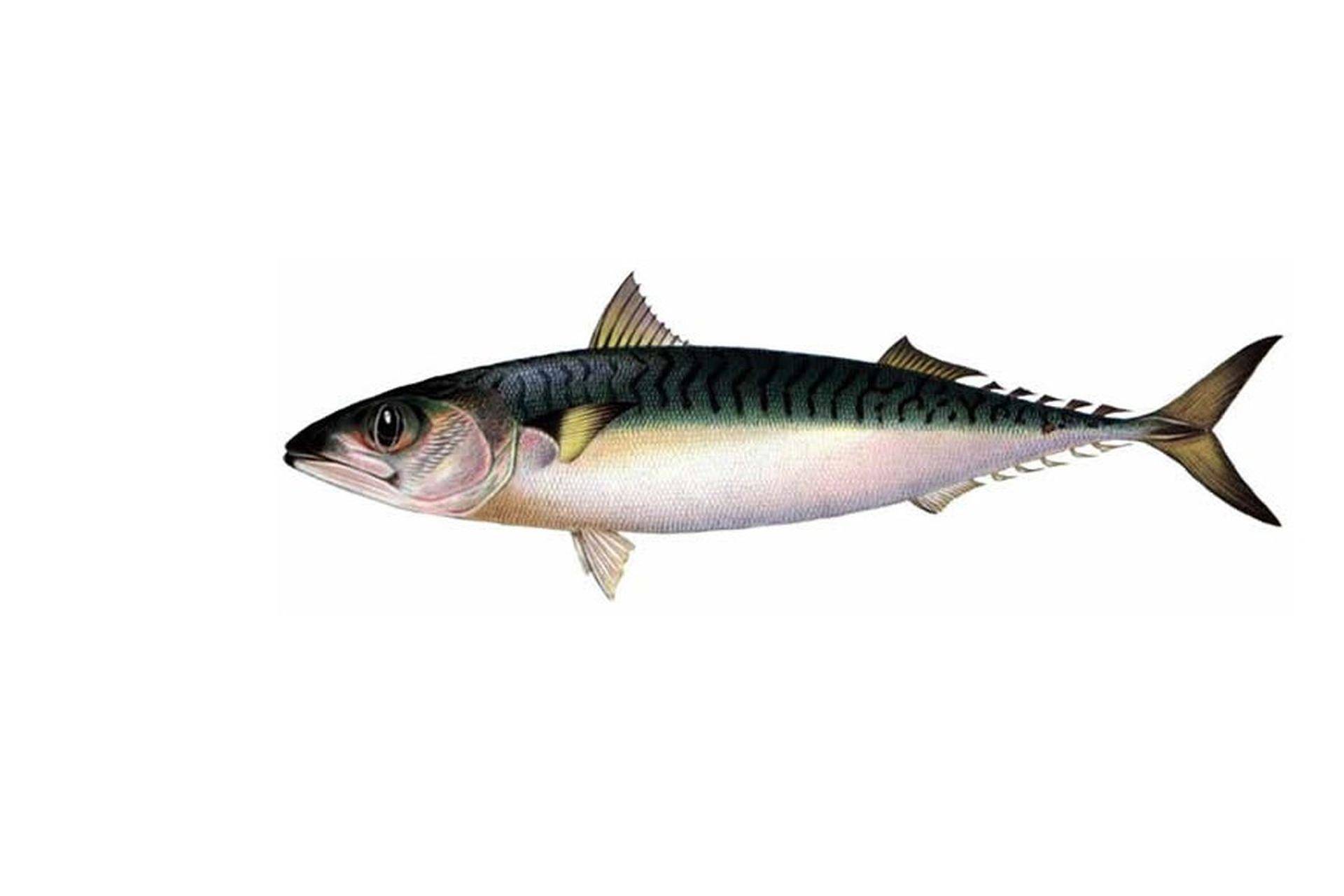 Скумбрия – польза и вред для организма свежей, соленой и копченой рыбы