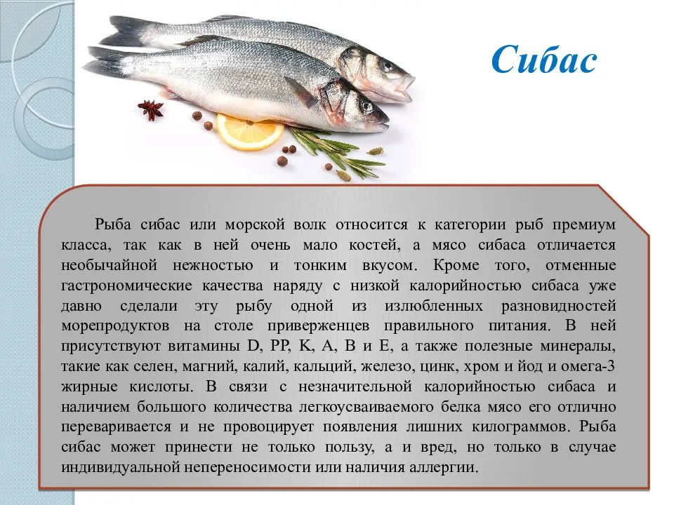 Сибас: описание рыбы, калорийность, места обитания, нерест, способы ловли и образ жизни