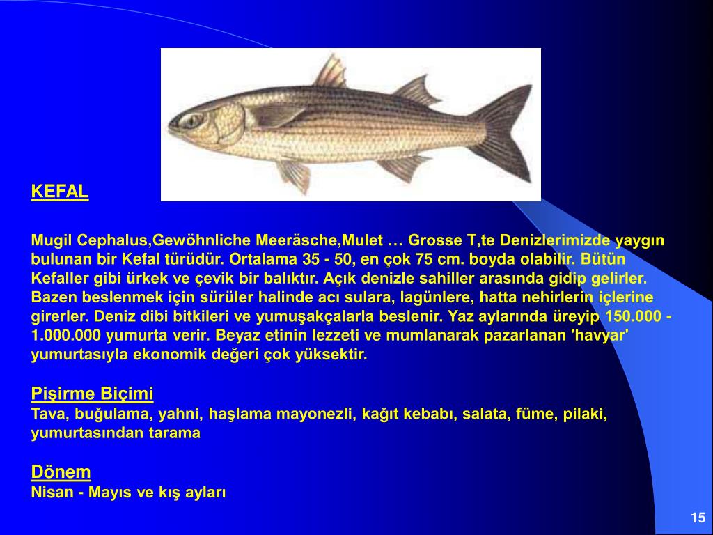 Рыба фугу. образ жизни и среда обитания рыбы фугу