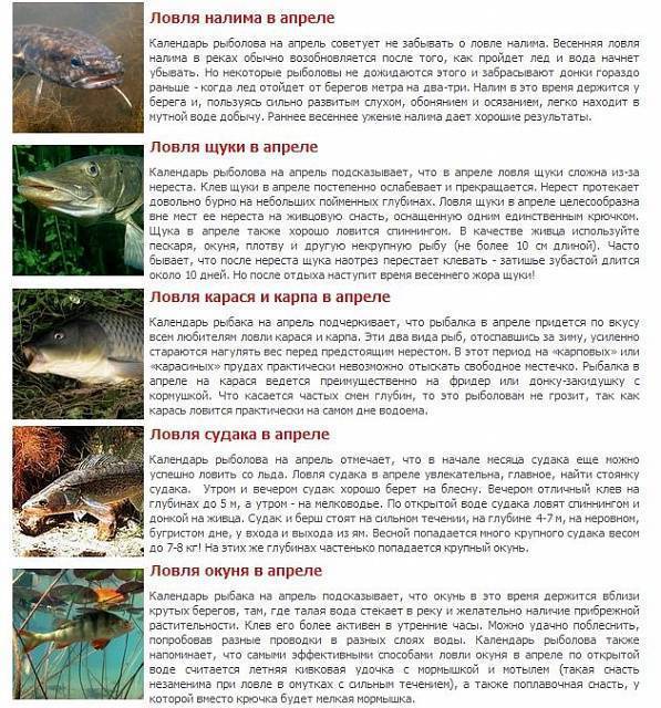Рыба жерех. описание, особенности и среда обитания жереха | животный мир