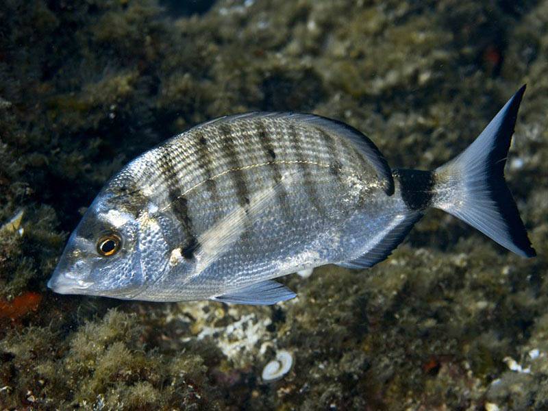 Чир - северная рыба, полное описание с фото