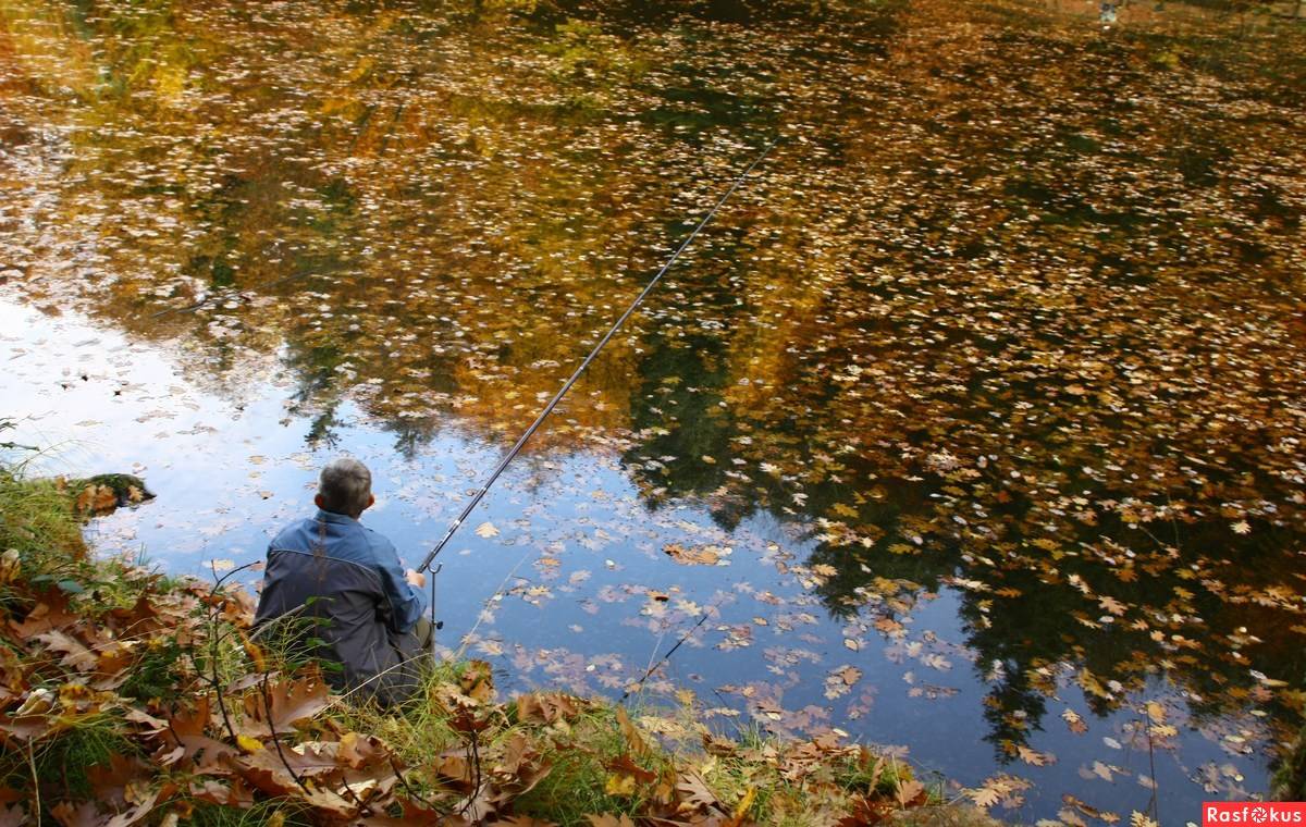 Карась осенью — на что и где ловить рыбу в холодное время, выбор снасти, насадки и прикормки