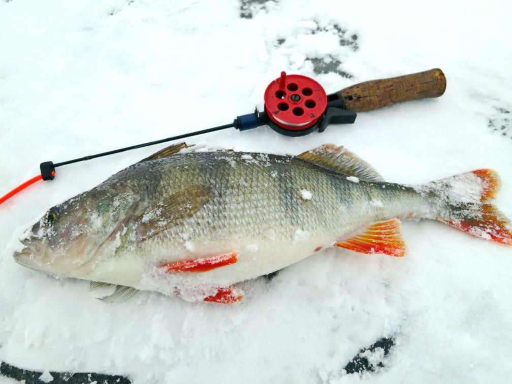 Зимнее блеснение окуня. Зимняя рыбалка трофейный окунь. Зимняя рыбалка на окуня на блесну. Блесна для ловли окуня зимой.
