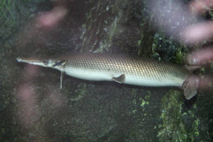 Панцирная щука или рыба-аллигатор: ужас реки миссисипи