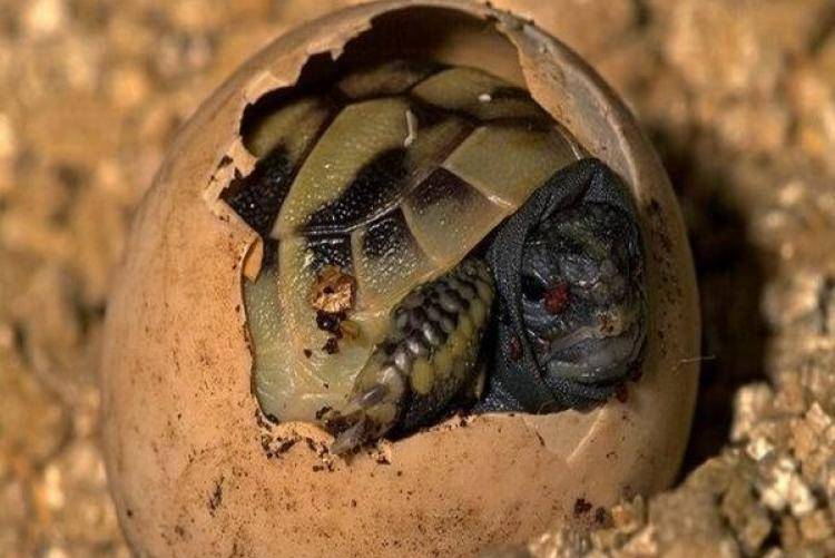 Спячка сухопутной черепахи. Среднеазиатская красноухая черепаха. Среднеазиатская черепаха панцирь. Среднеазиатская сухопутная черепаха. Черепашата среднеазиатской черепахи.