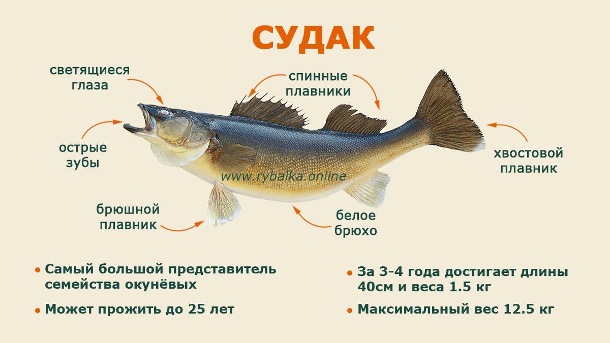 Описание рыбы ёрш