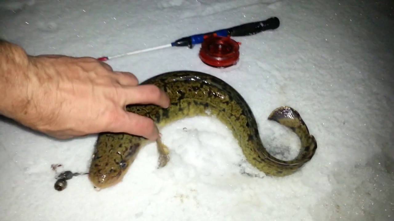 ᐉ секреты рыбалки на налима зимой - ✅ ribalka-snasti.ru