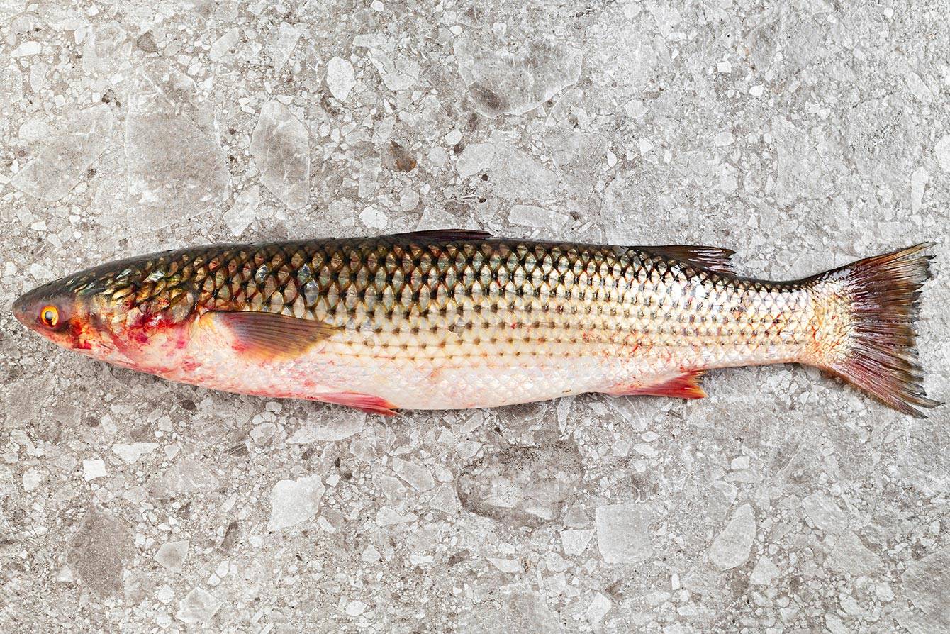 Пеленгас: что за рыба? фото, ловля, описание пеленгаса, как приготовить