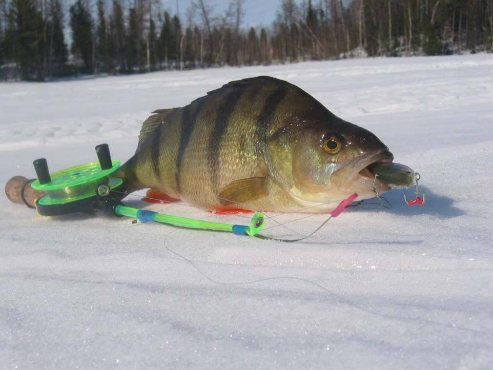 Зимняя рыбалка по первому льду: советы бывалых