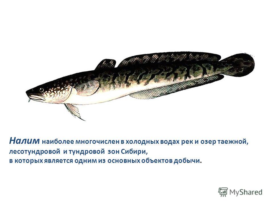 История жизни рыбы налим и способы большого улова
