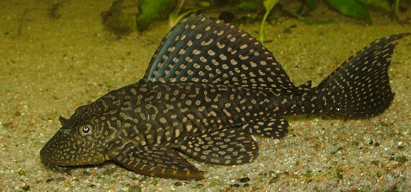 Парчовый сом (птеригоплихт): уход, содержание и размножение в аквариуме
