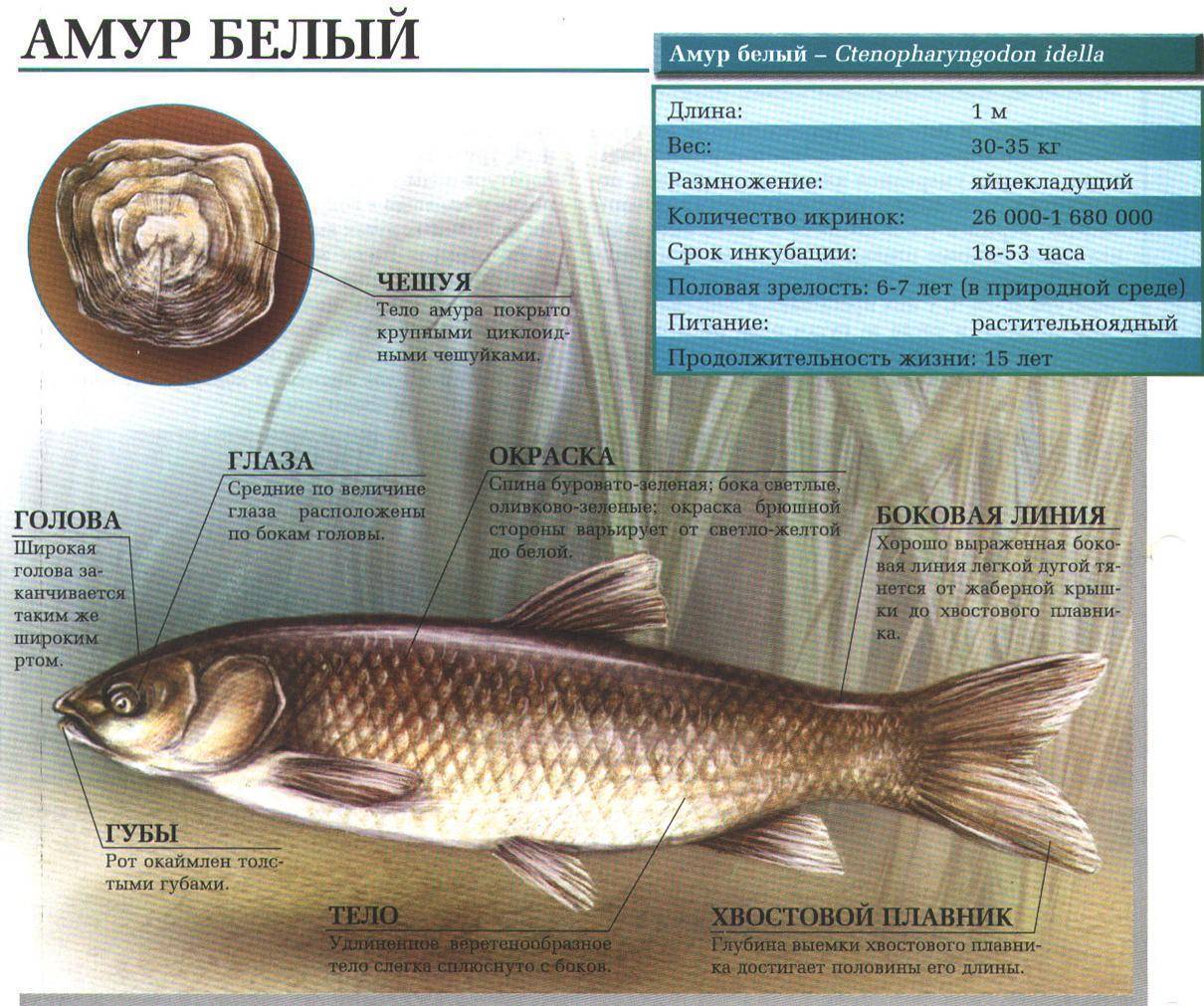 Рыба белый амур фото описание жирность и костлявость