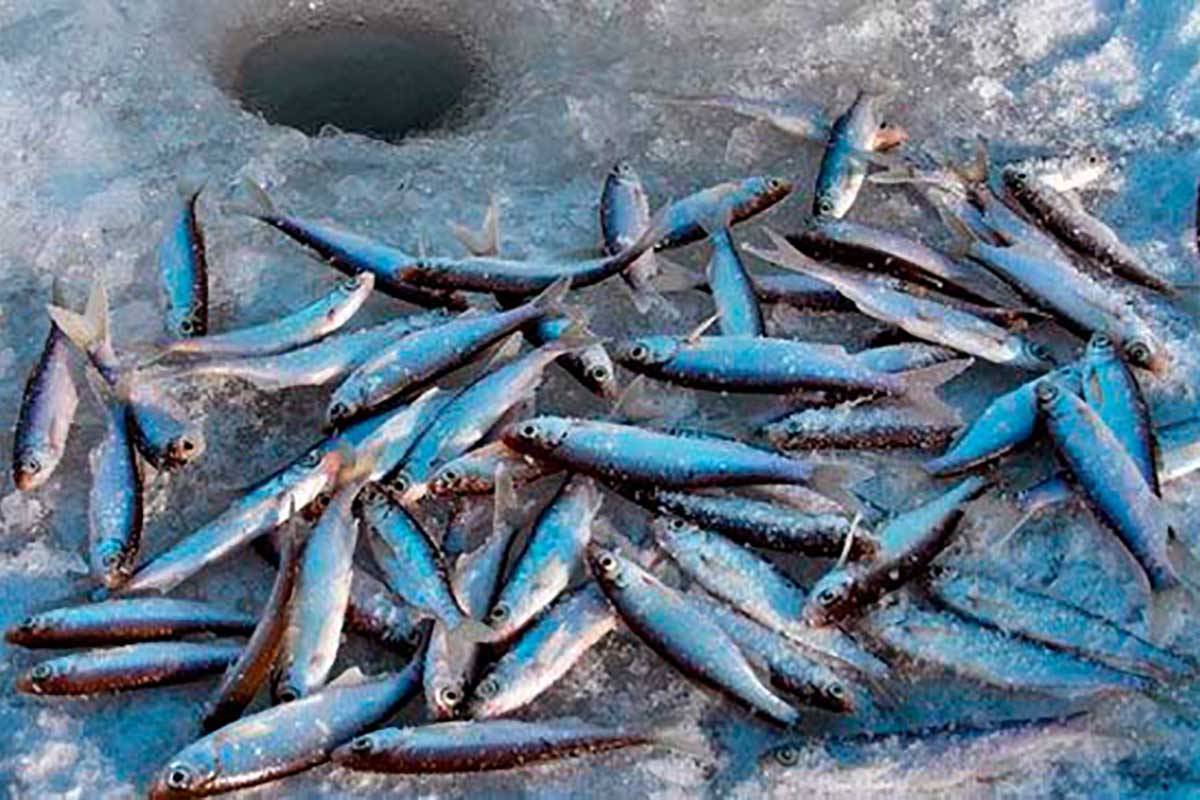 Рыба уклейка: фото, где водится, образ жизни, как и на что ловить, распространение, повадки, чем питается, блюда из уклейки