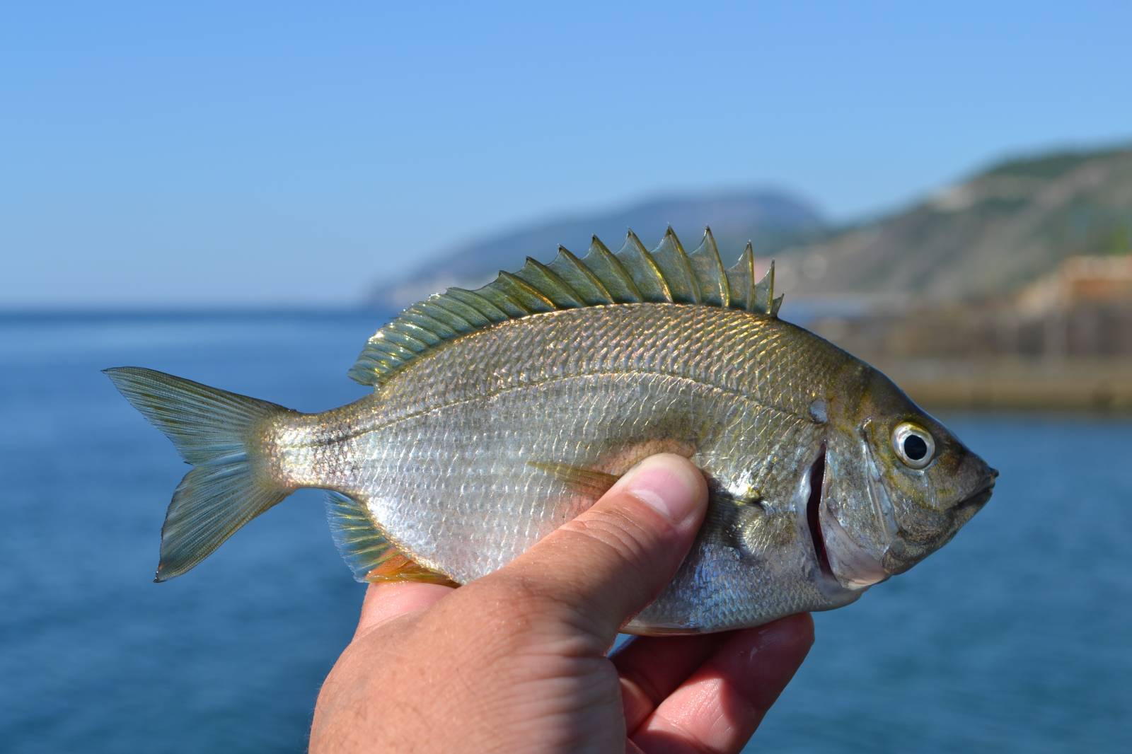рыба черного моря в крыму