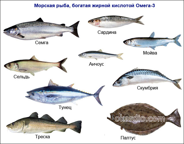 Тресковая рыба 6 букв. Рыба семейства тресковых. Рыба тресковых пород перечень. Семейство тресковых рыб список. Рыба тресковых пород названия.