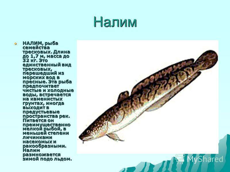 На что и как ловить налима