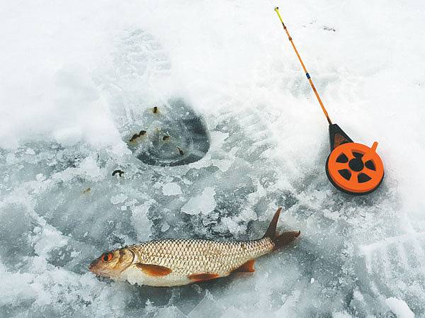 Ловля окуня зимой - тактика поиска и особенности рыбалки