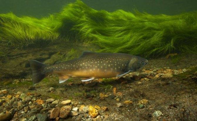 Лосось - все о лососевых: описание, распространение, образ жизни и способ ловли
