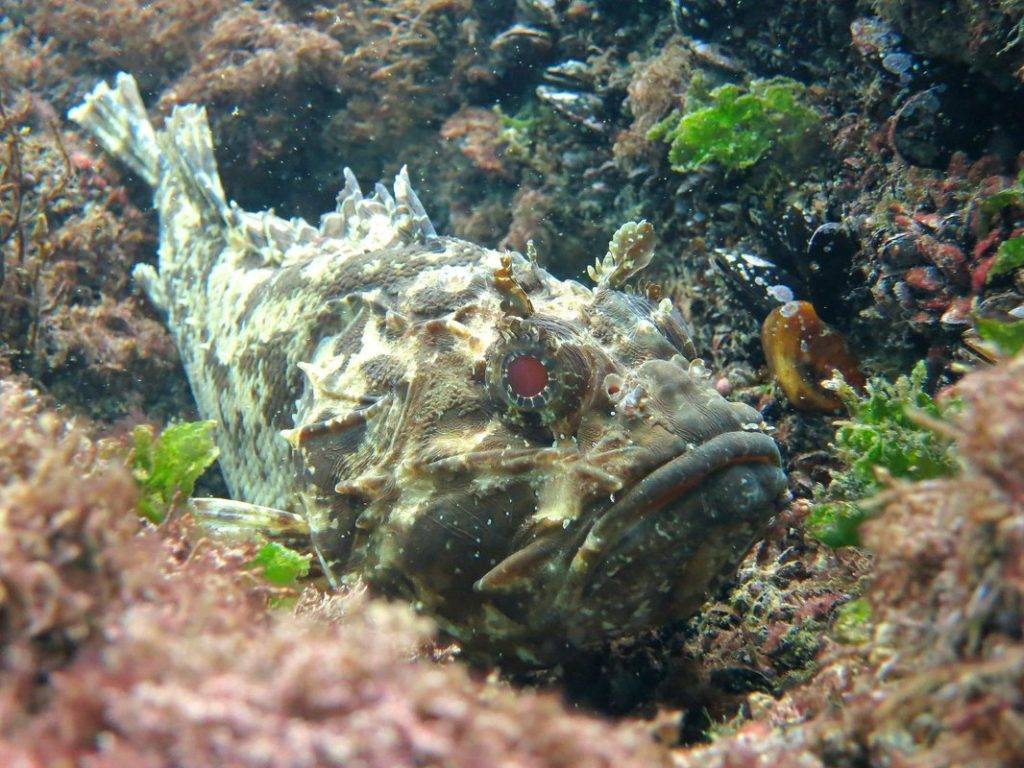 Скорпена черноморская можно ли есть. кто такая рыба скорпена? морской ерш, или черноморская скорпена — scorpaena porcus