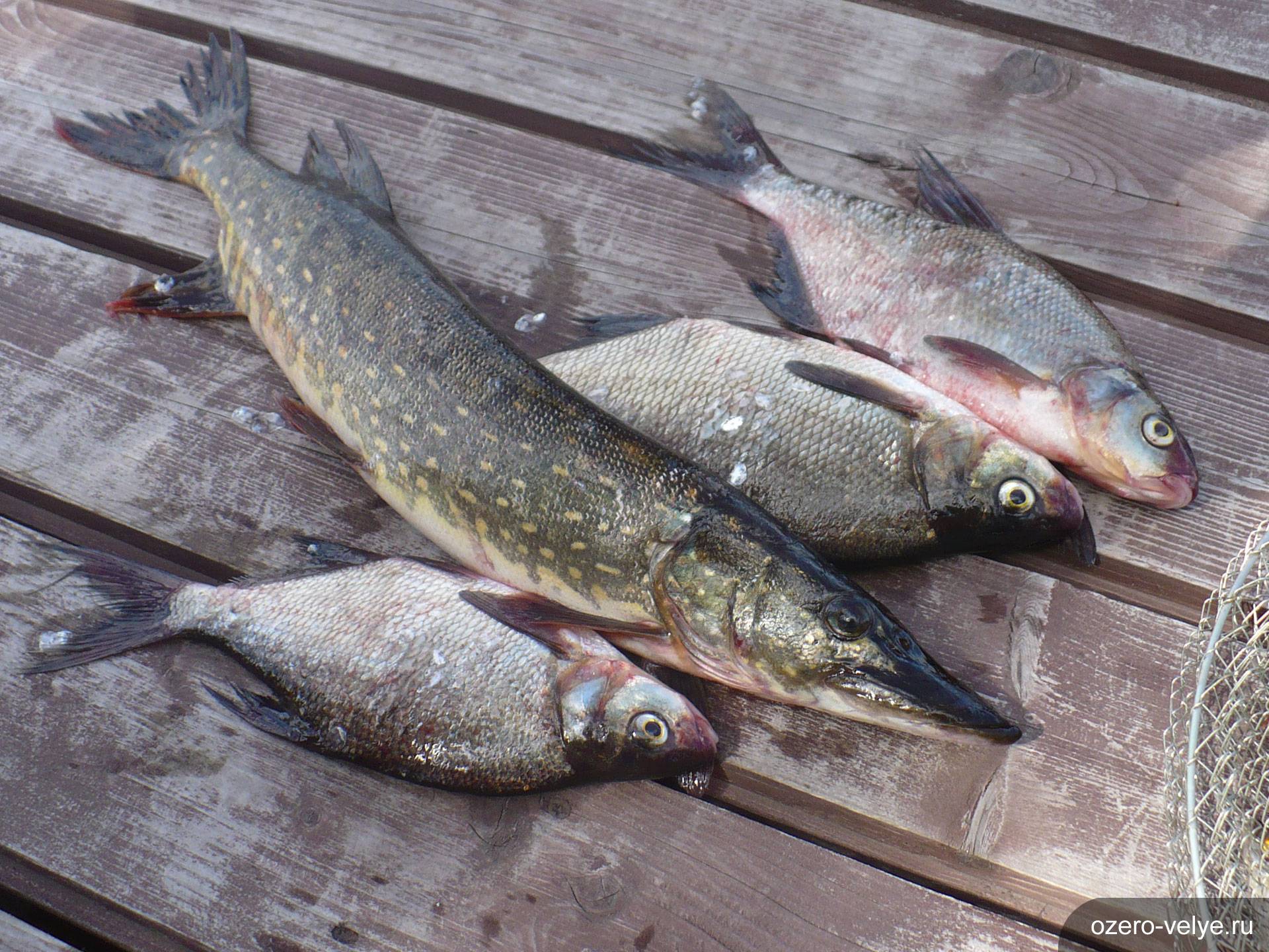 Рыбы, обитающие в озере борое : — эко валдай клуб