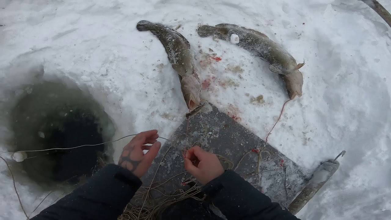 Не диалоги последние видео. Река Бирь ловля налима. Ловля налима на креветку. Диалоги о рыбалке зимой.