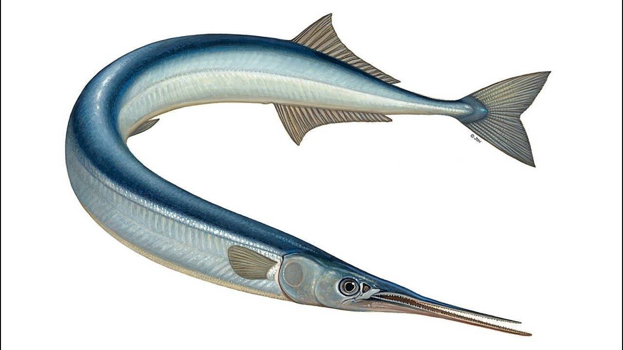 Рыба сарган черноморский: характеристика, поведение, способы ловли