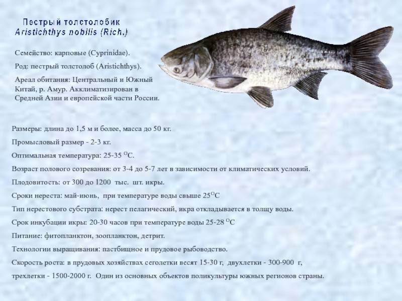 Толстолобик пёстрый — рыба семейства карповых, hypophthalmichthys nobilis